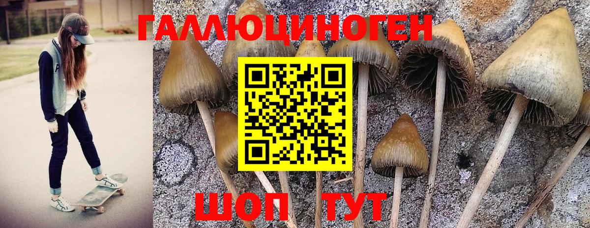 Псилоцибиновые грибы Psilocybe Минусинск